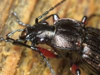Carabus (Carabus) granulatus