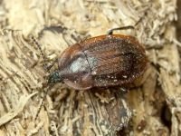 Phosphuga atrata