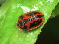 Pilemostoma fastuosa