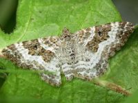 Epirrhoe alternata