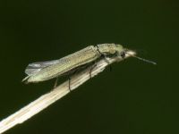 Dolichosoma lineare