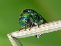 Chrysididae