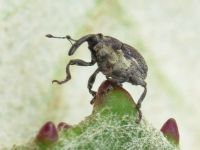 Glocianus punctiger