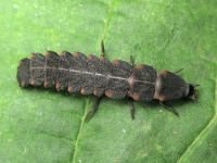 Lampyris noctiluca