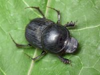 Onthophagus taurus