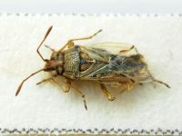 Nysius senecionis