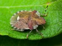 Dyroderes umbraculatus