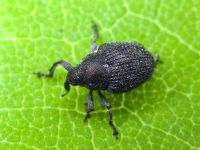 Zacladus geranii