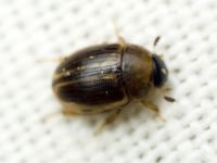 Cercyon laminatus