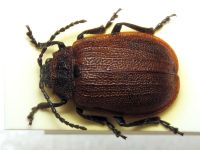 Galeruca pomonae