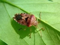 Elasmucha grisea