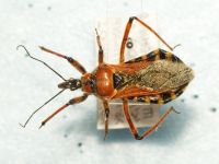 Rhynocoris iracundus