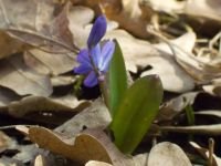 Scilla siberica