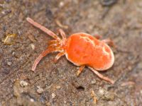 Trombidium holosericeum