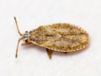 Tingis (Tropidocheila) maculata