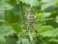 Argiope bruennichi
