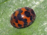 Subcoccinella vigintiquatuorpunctata