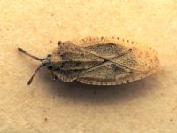 Tingis (Tingis) rotundicollis