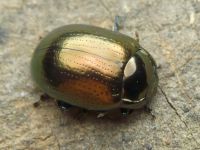 Chrysolina chalcites