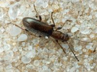 Orsodacne humeralis