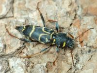 Xylotrechus antilope