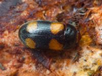 Mycetophagus quadripustulatus