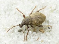 Otiorhynchus raucus