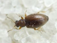 Cortinicara gibbosa