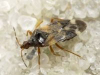 Anthocoris nemoralis