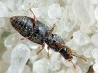 Monotoma brevicollis