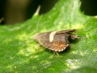 Dichrorampha flavidorsana