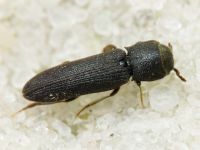 Melasis buprestoides