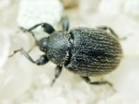 Rhinusa tetra