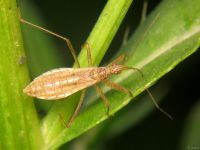 Nabis limbatus