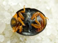 Paraexochomus nigromaculatus