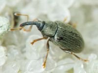 Acalyptus