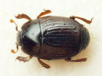 Carcinops (Carcinops) pumilio