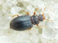 Latridius brevicollis