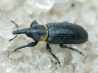 Mecinus collaris