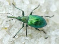 Pseudoprotapion ergenense