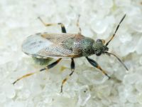 Heterogaster artemisiae
