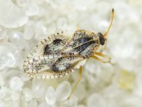 Dictyla humuli
