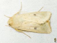 Helicoverpa armigera