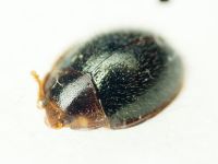 Agaricophilus reflexus