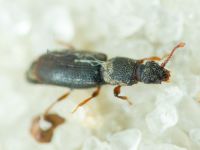 Monotoma brevicollis