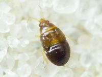 Anthocoridae