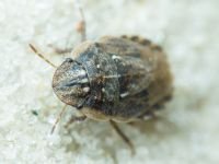 Menaccarus (Oploscelis) arenicola