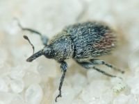 Rhinusa tetra