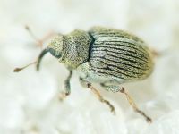 Ceutorhynchus sisymbrii