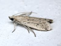 Homoeosoma nebulella